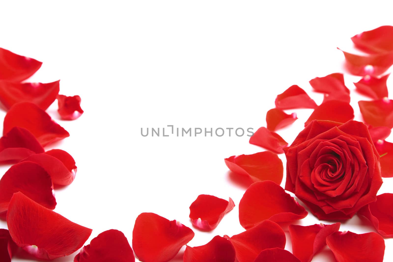 red rose petals isolated 