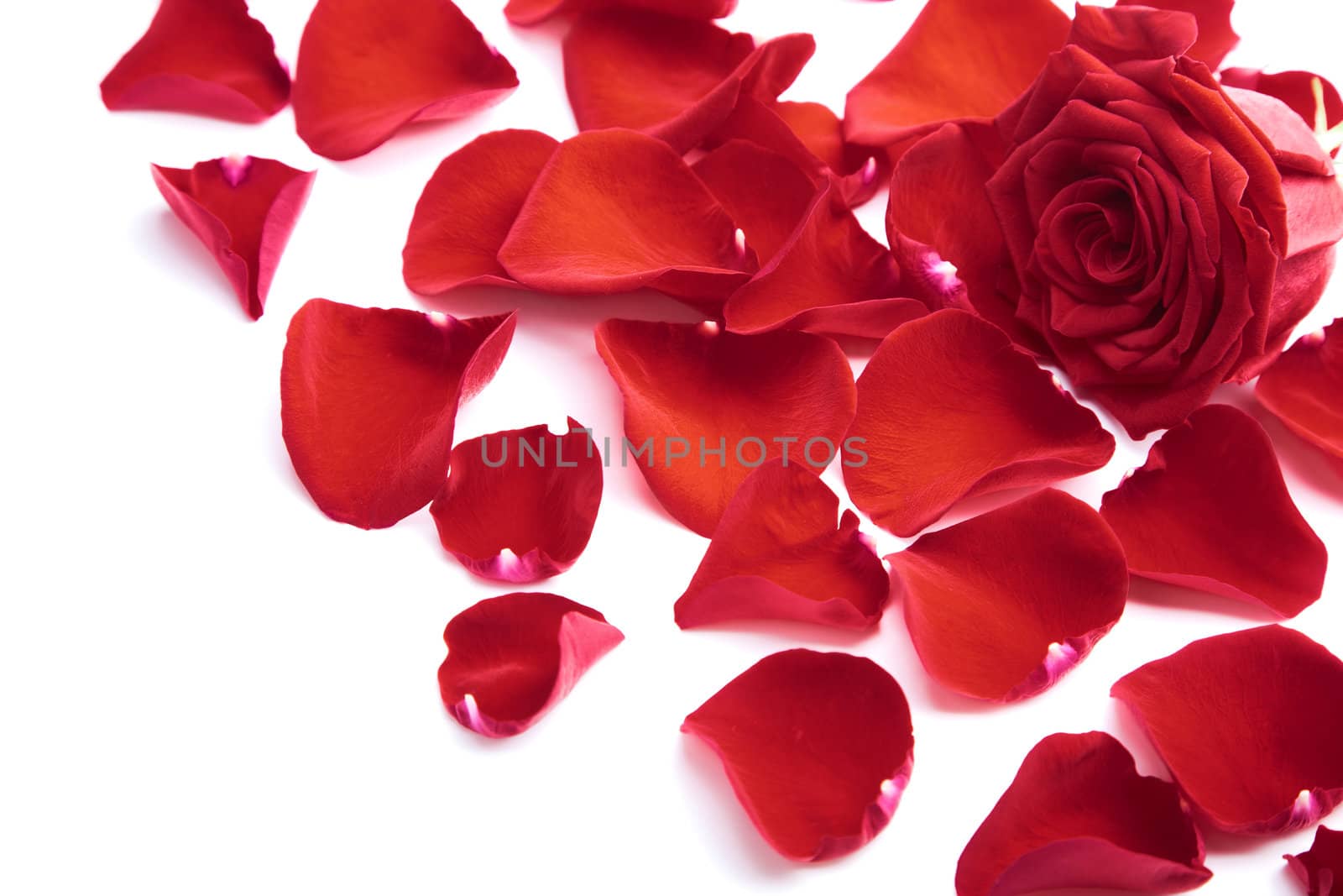 red rose petals isolated