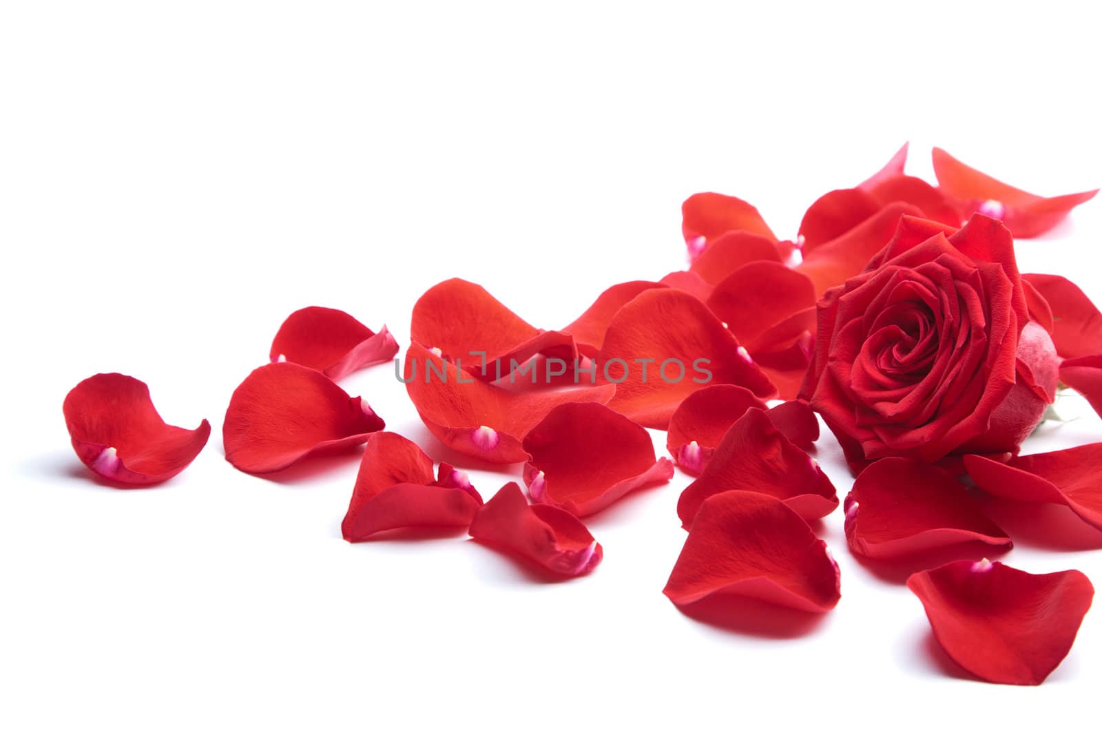 red rose petals isolated