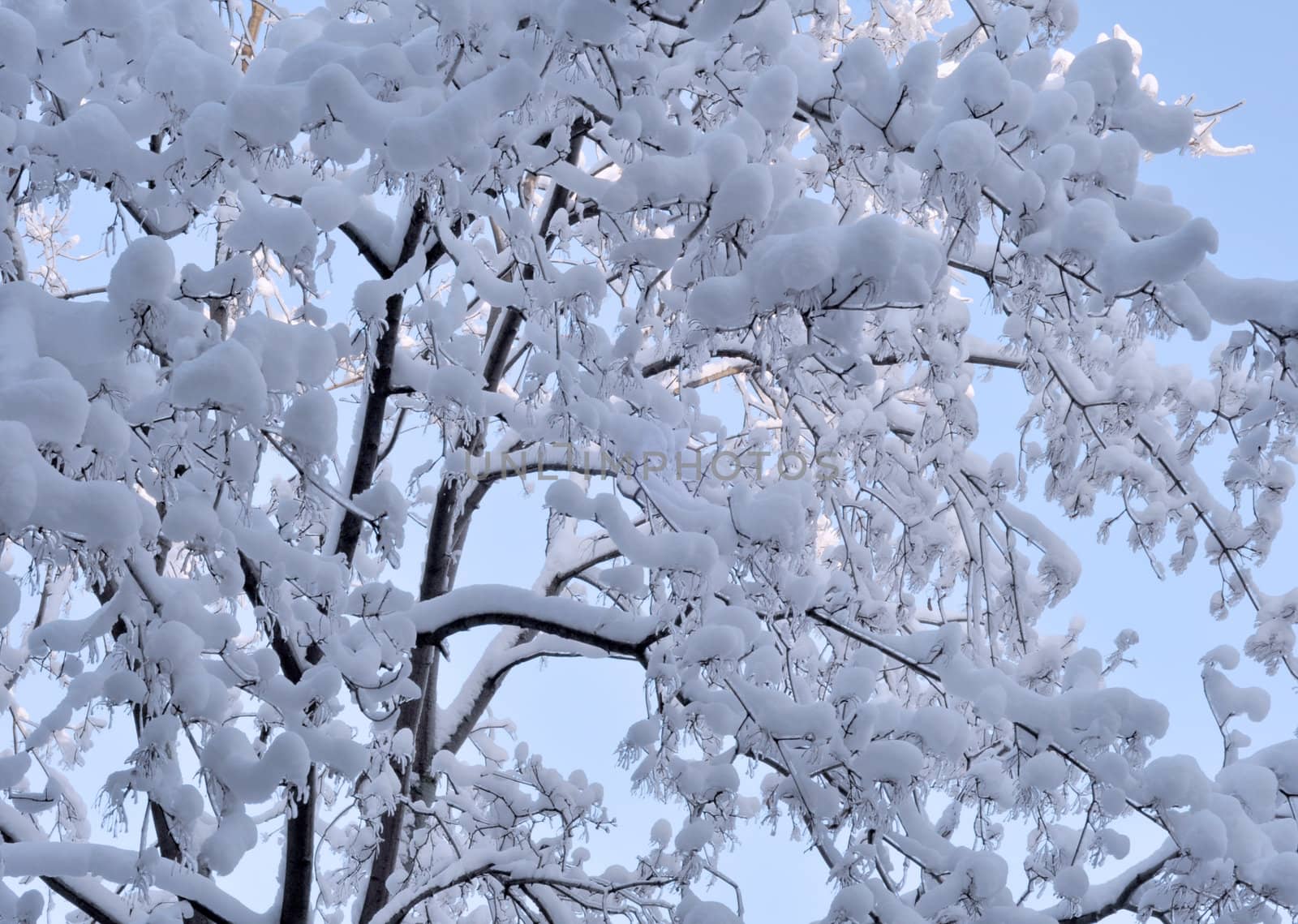 Snow and ice on branches by alexcoolok