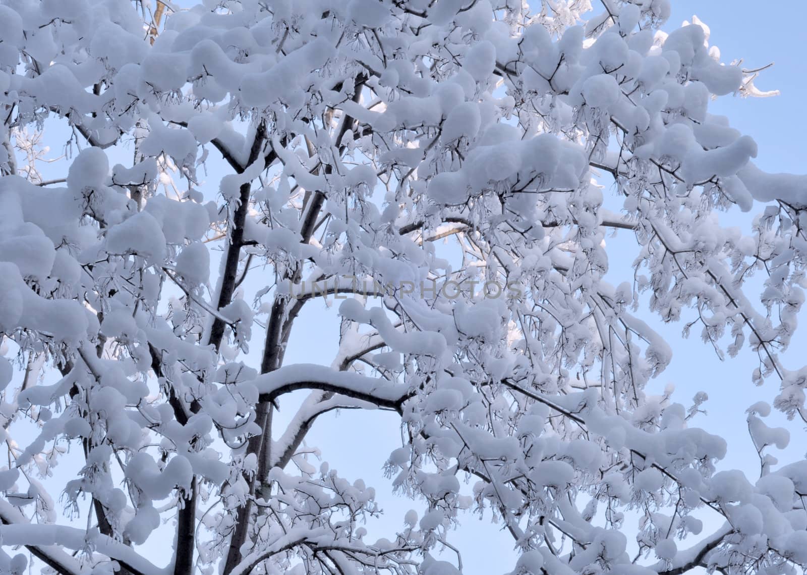 Snow and ice on branches. Russia, Moscow, December