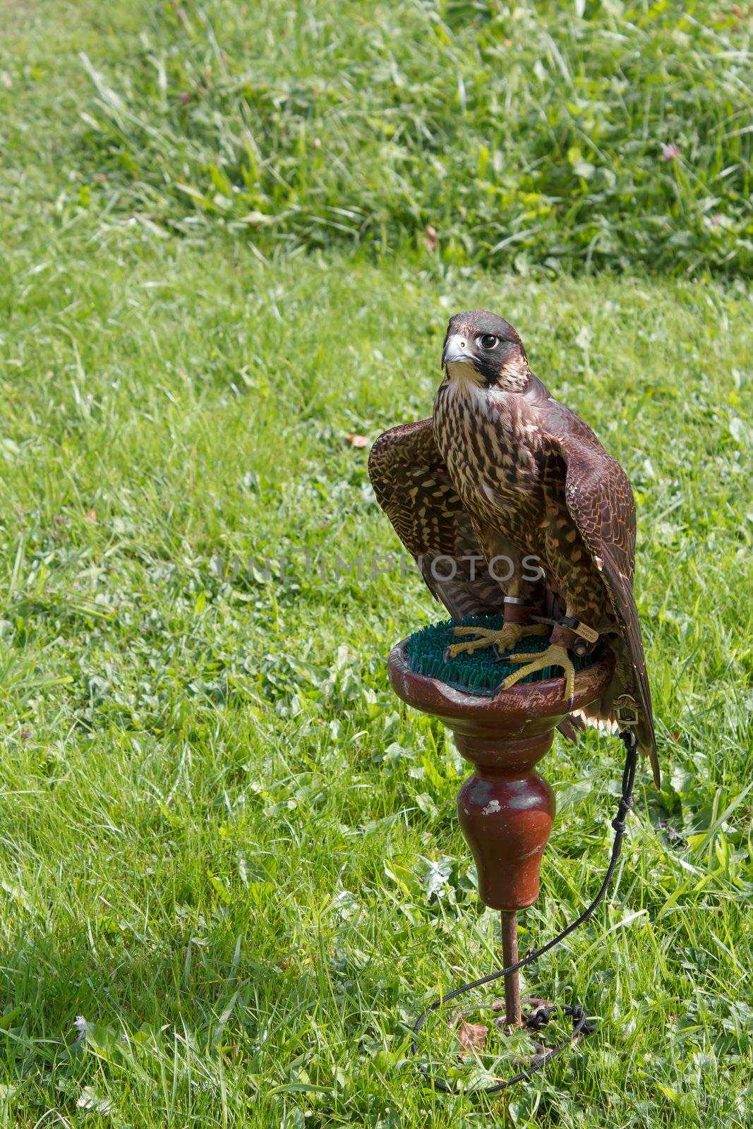 falcon sitting on a perch by artush