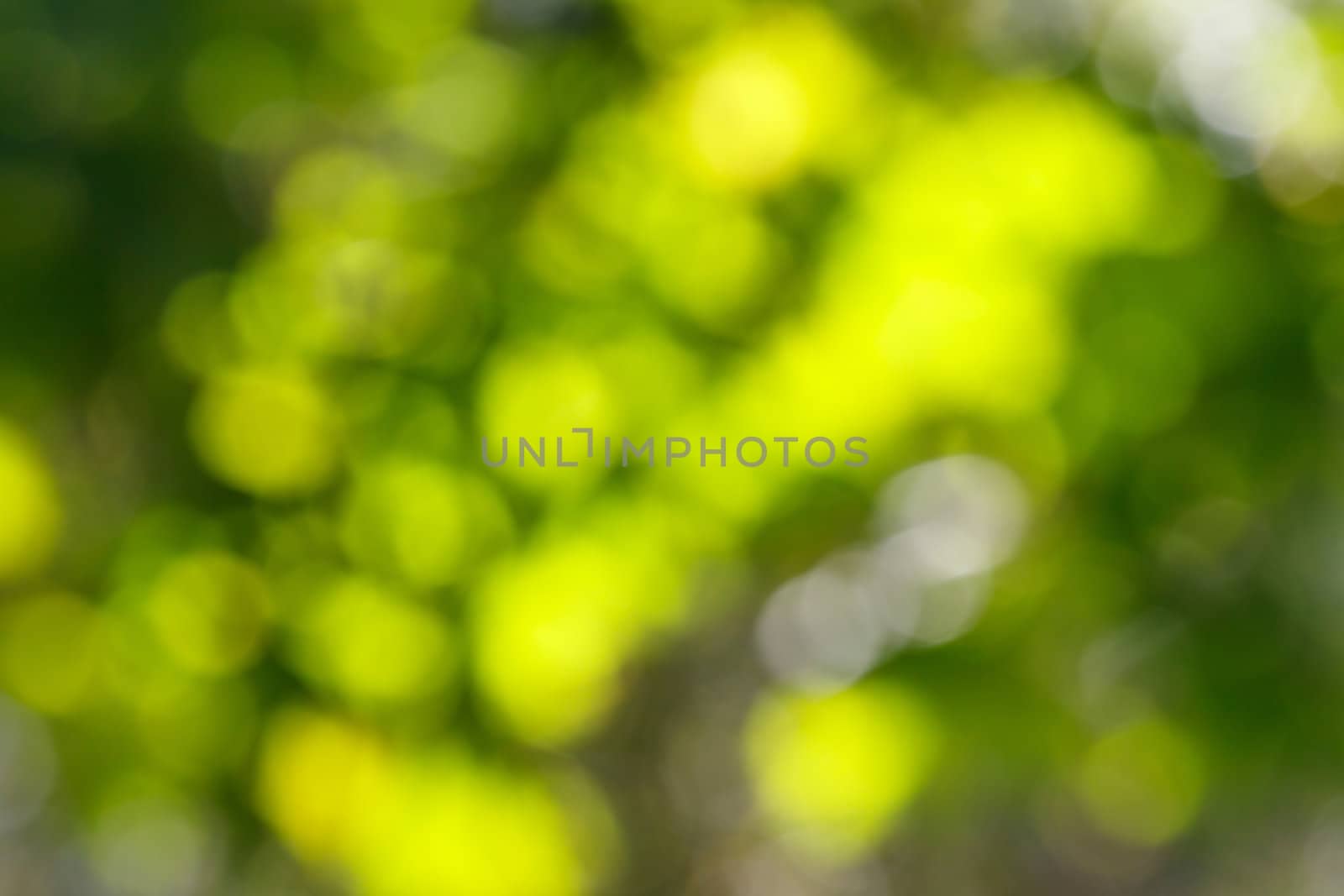 Beautiful abstract green Bokeh in sunny day