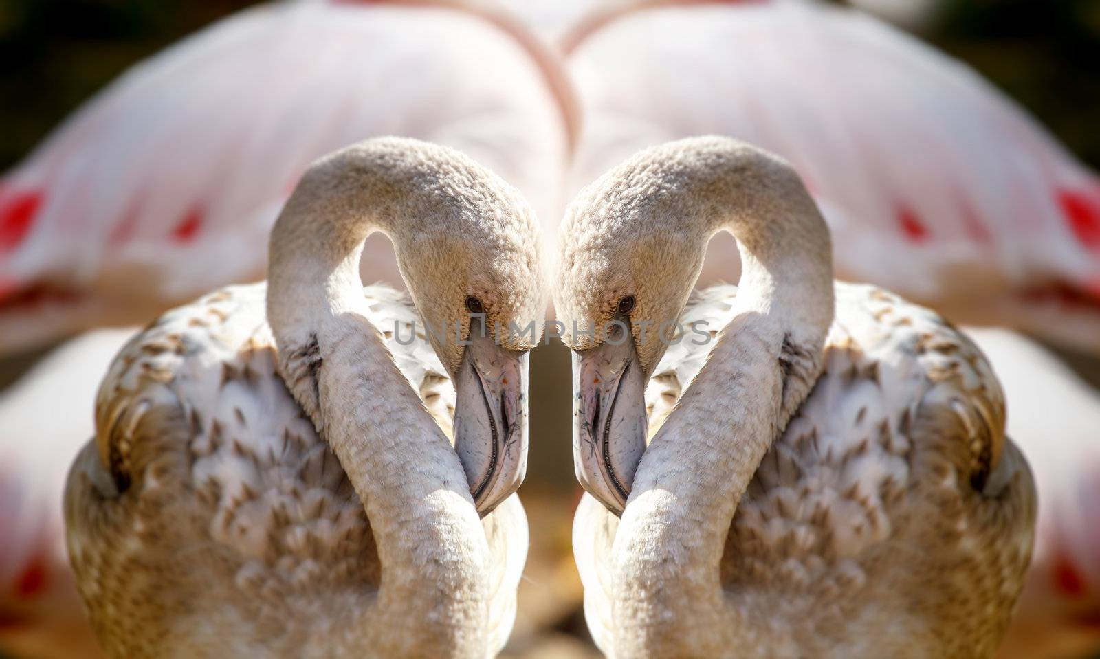 Two flamingos like heart by artush