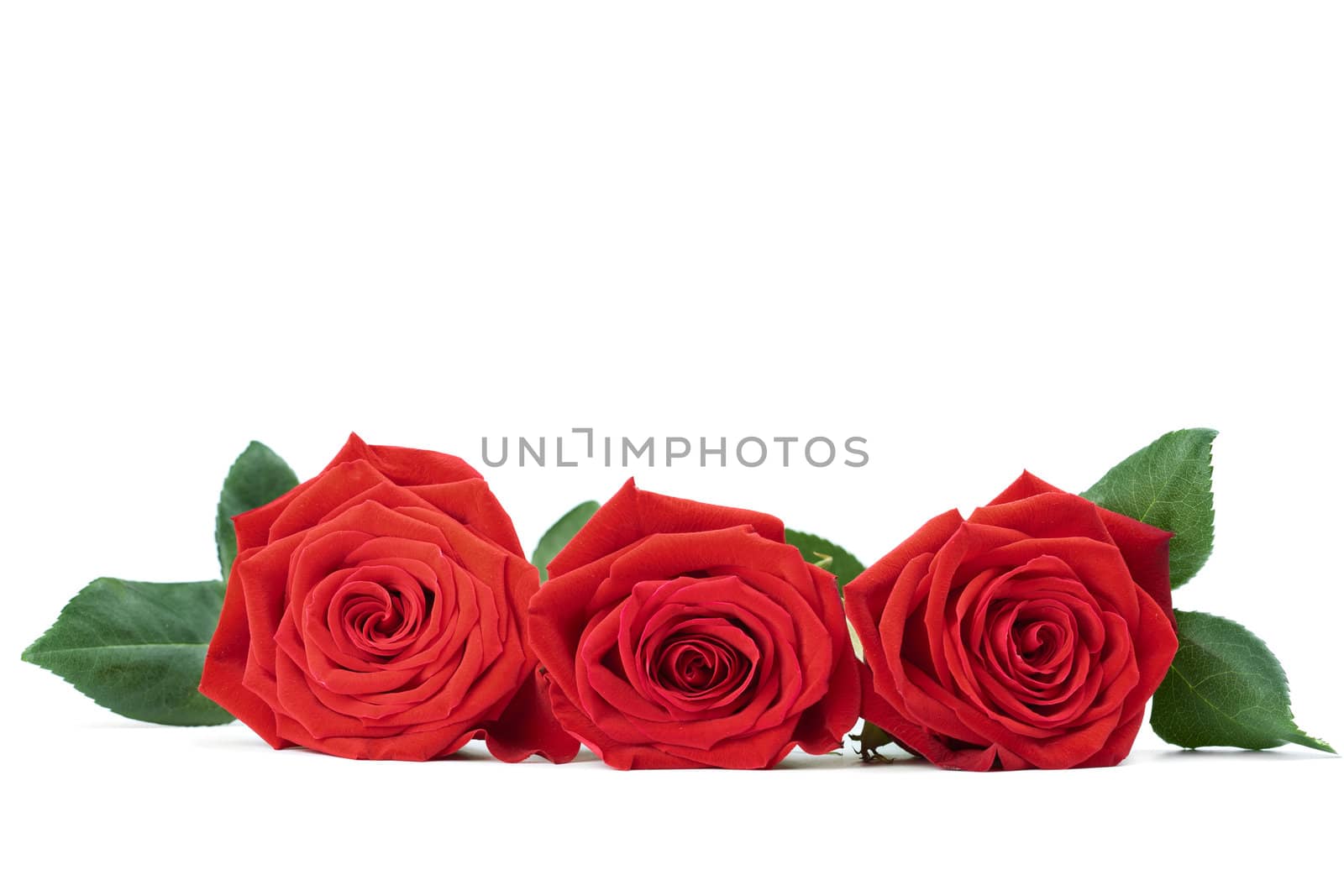 red roses isolated 
