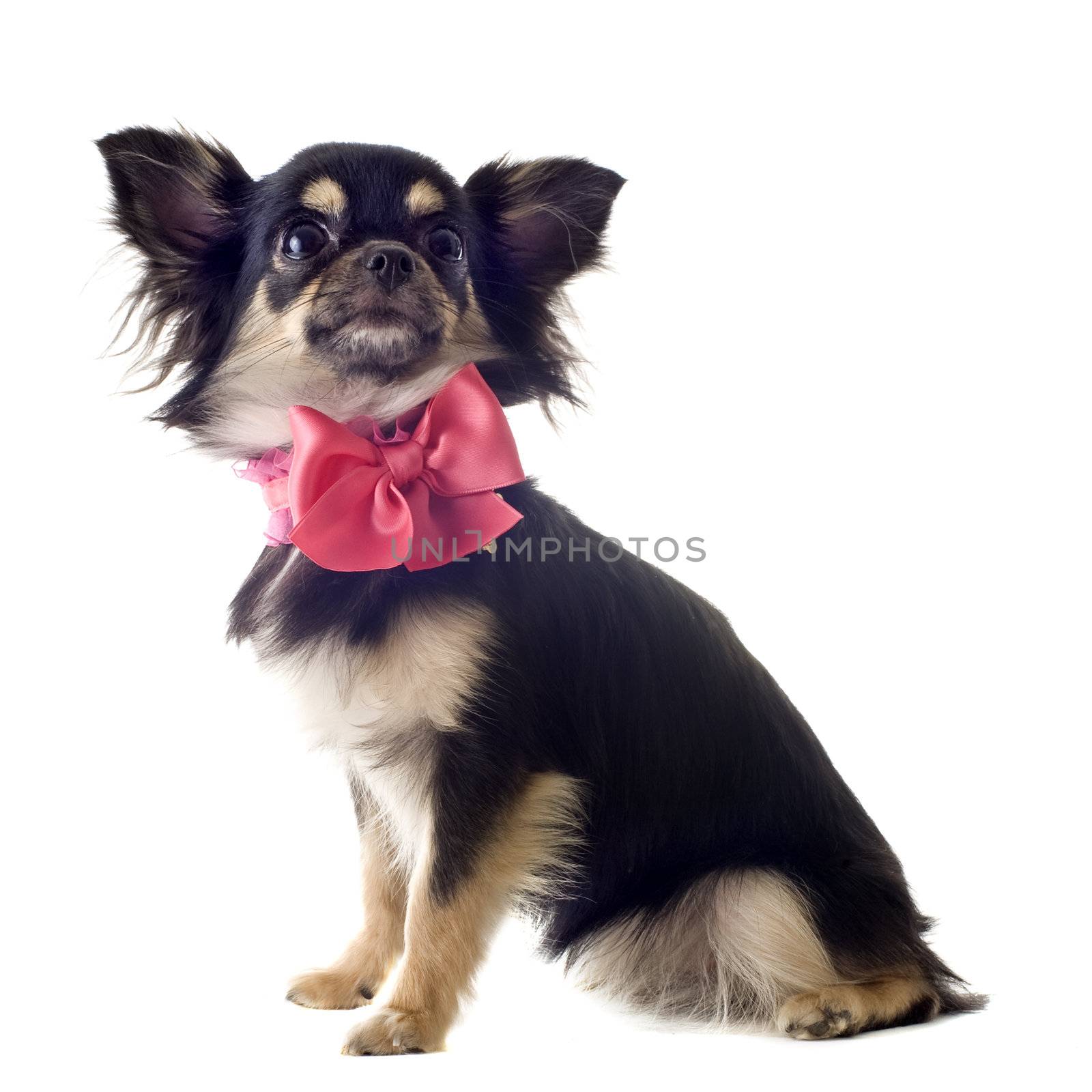 portrait of a cute purebred  puppy chihuahua in front of white background