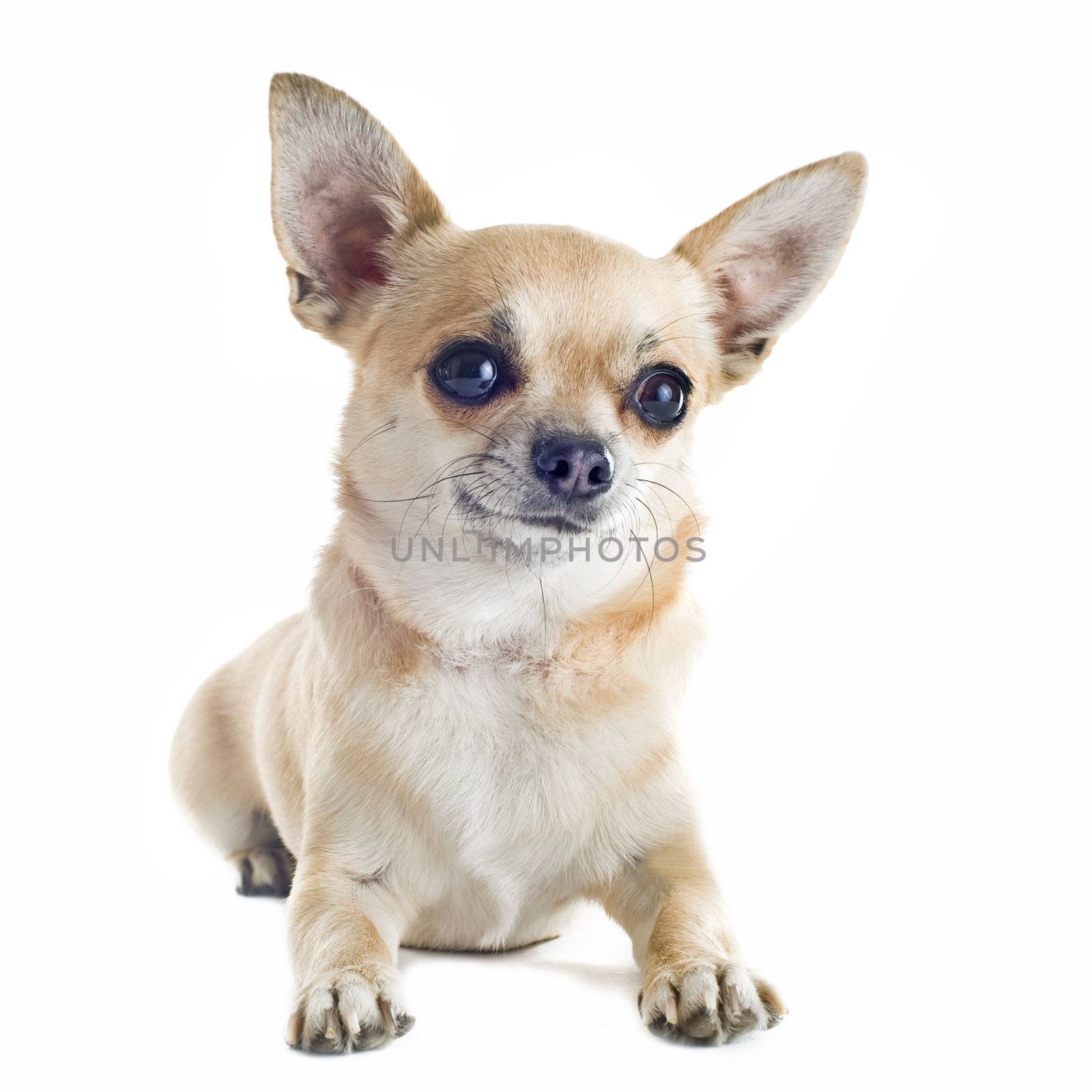 portrait of a cute purebred chihuahua in front of white background