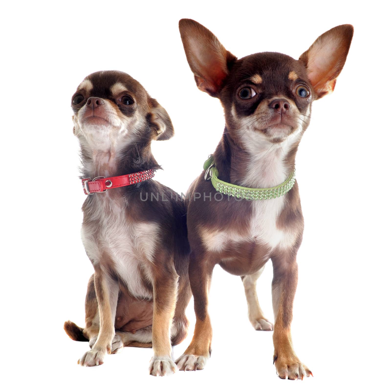 portrait of a cute purebred  brown chihuahuas in front of white background