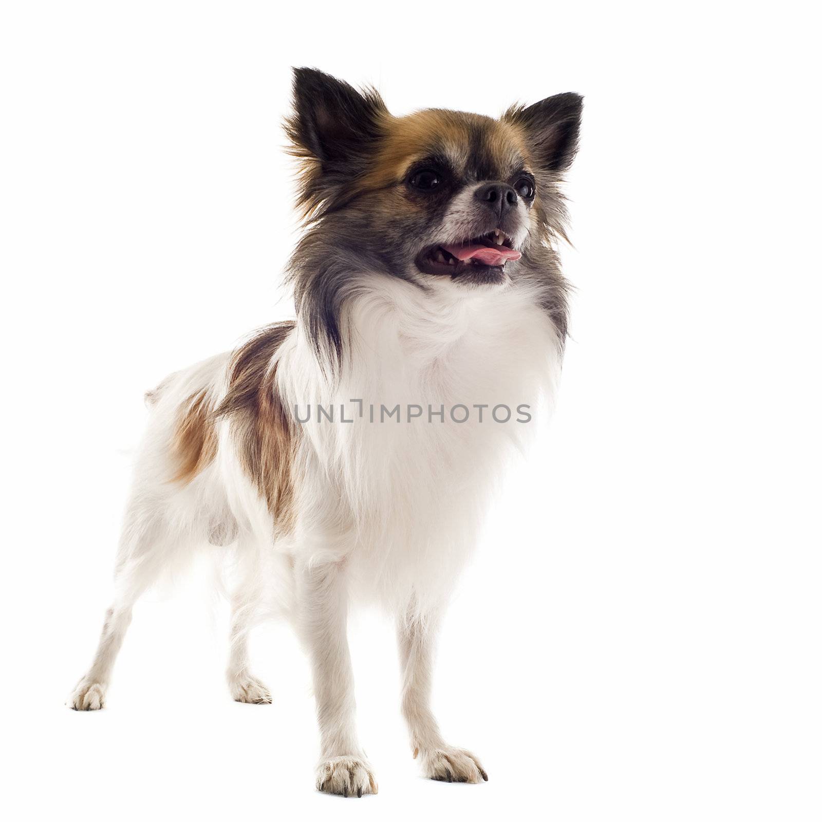 portrait of a cute purebred   chihuahua in front of white background