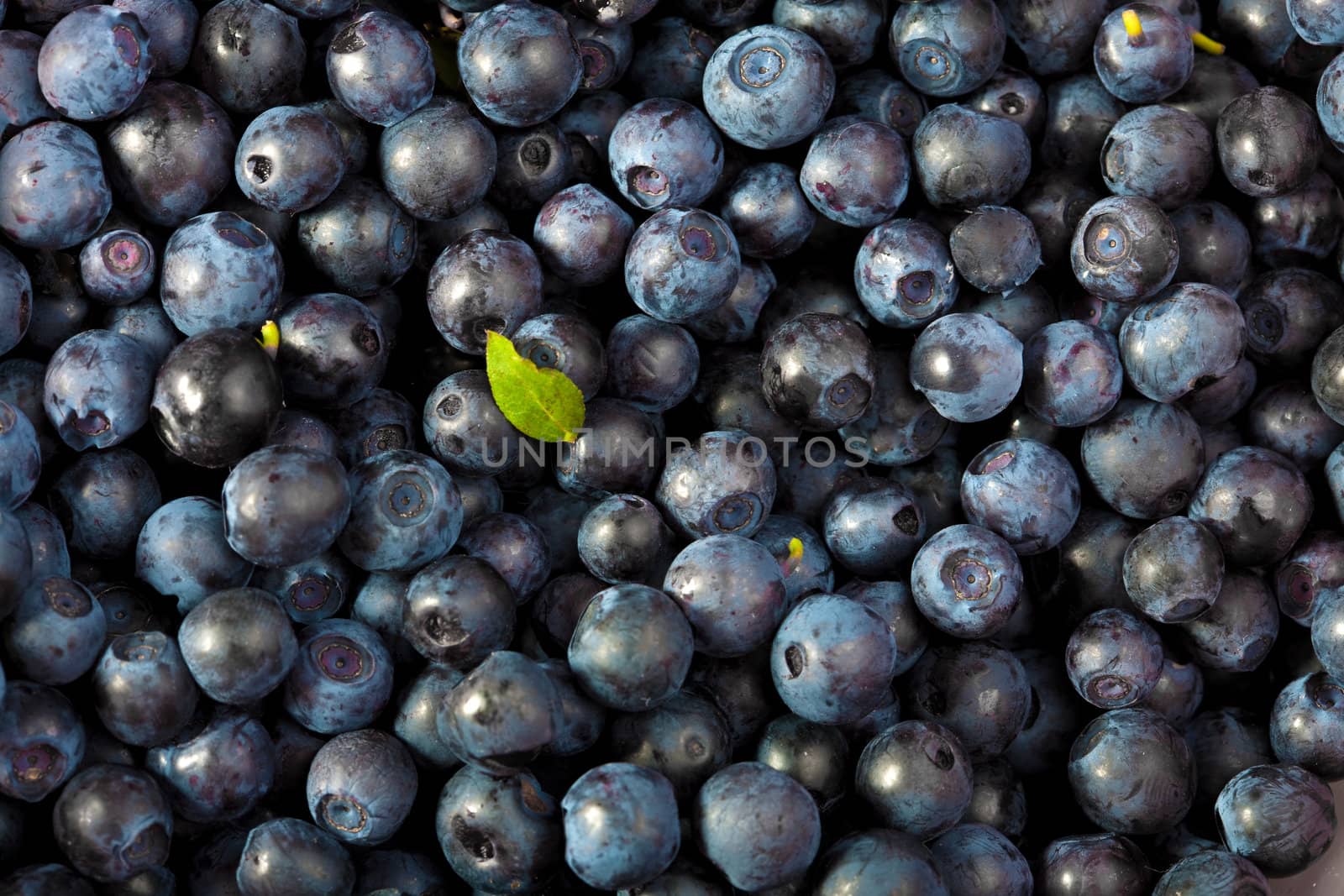 fresh blueberries background 
