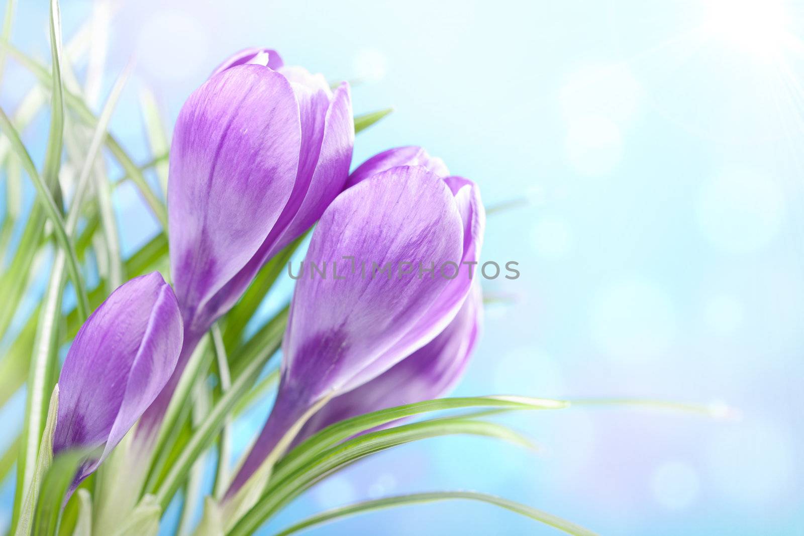 crocus flower