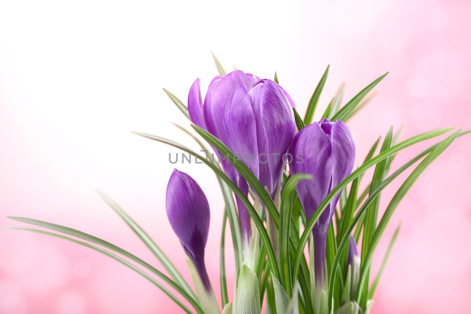 crocus flower