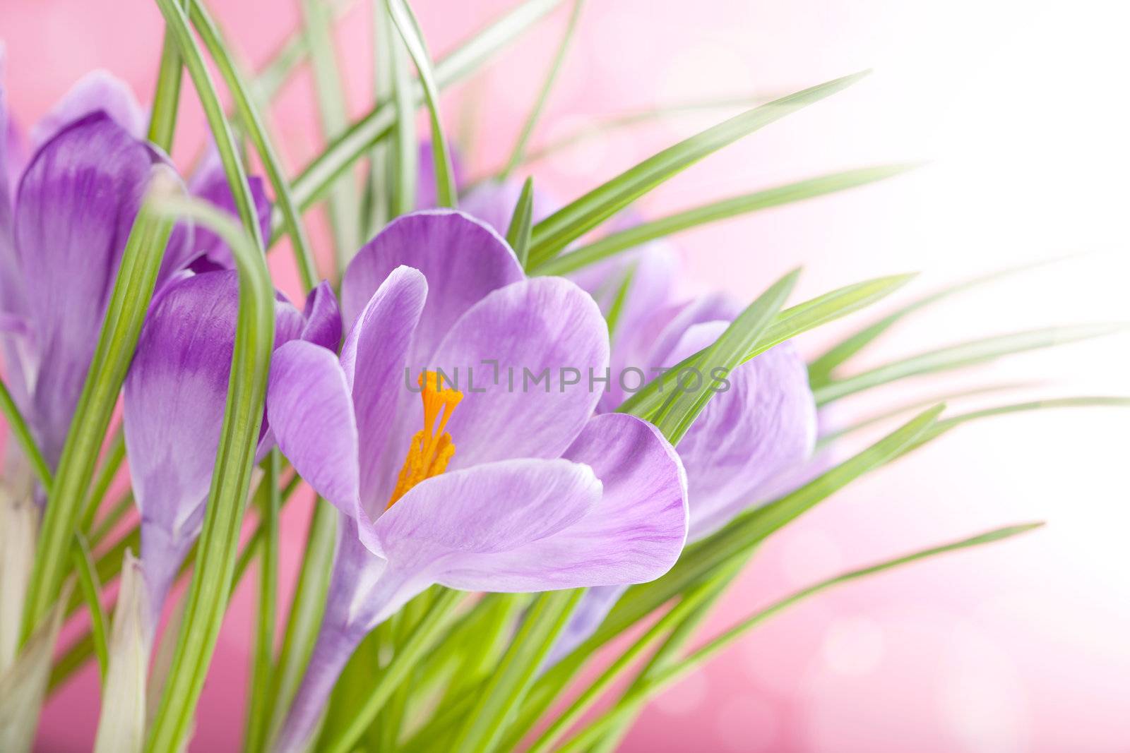 crocus flowers 