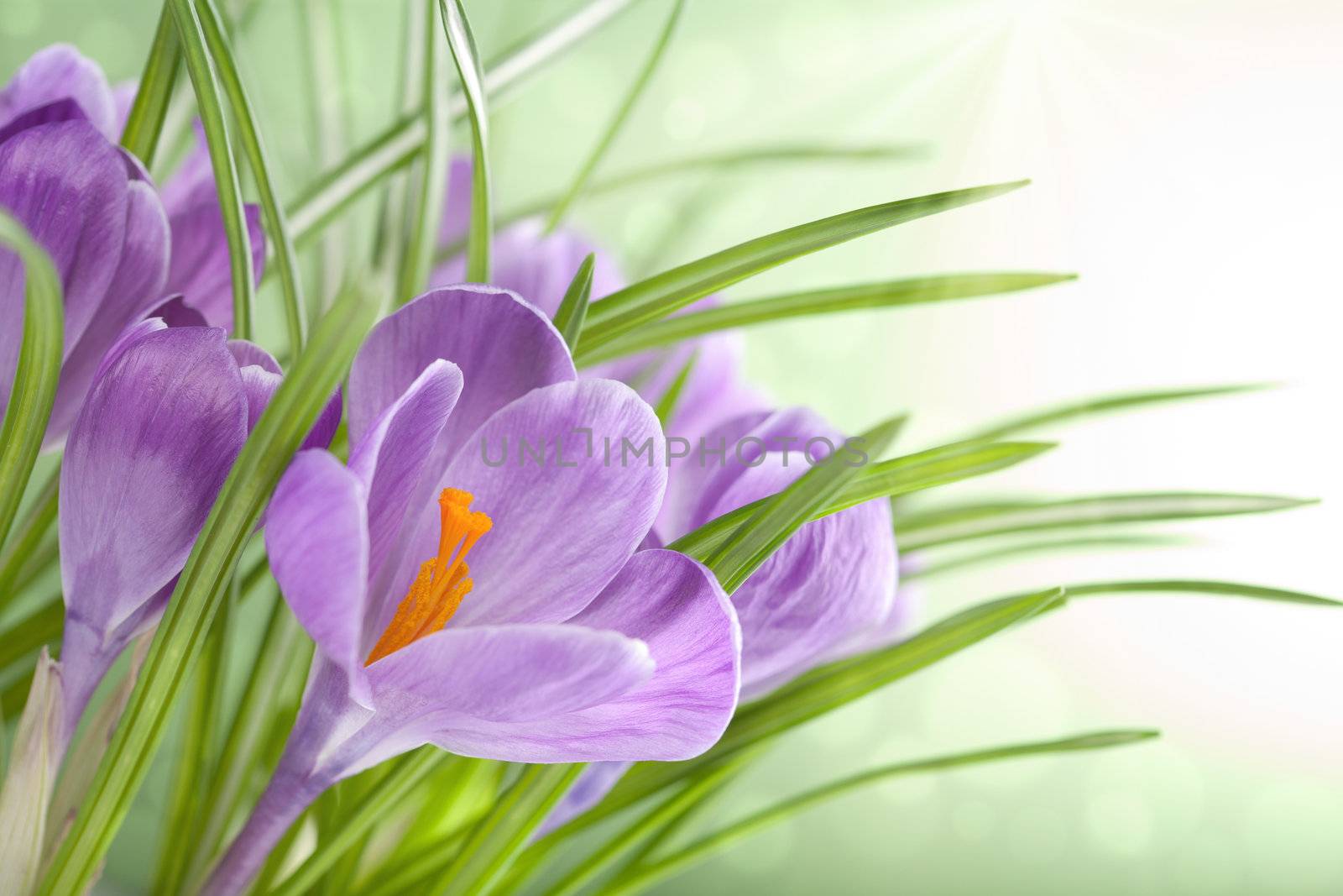 crocus flowers