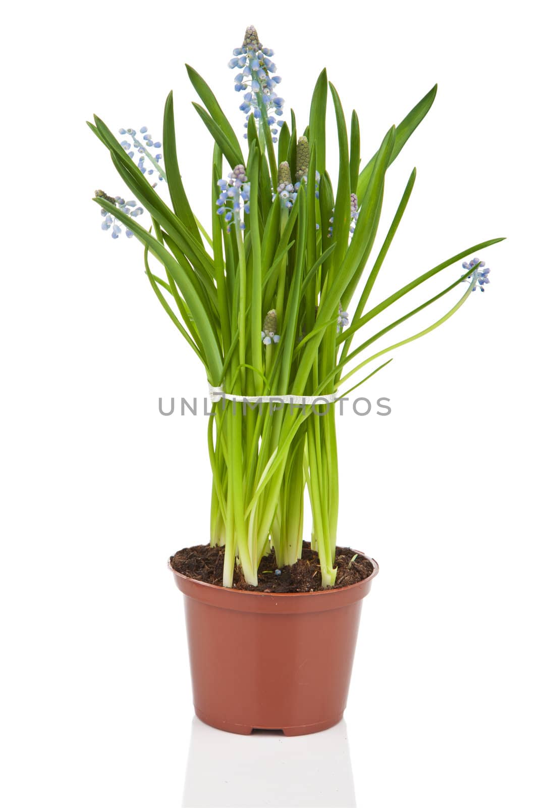muscari flowers in pot isolated