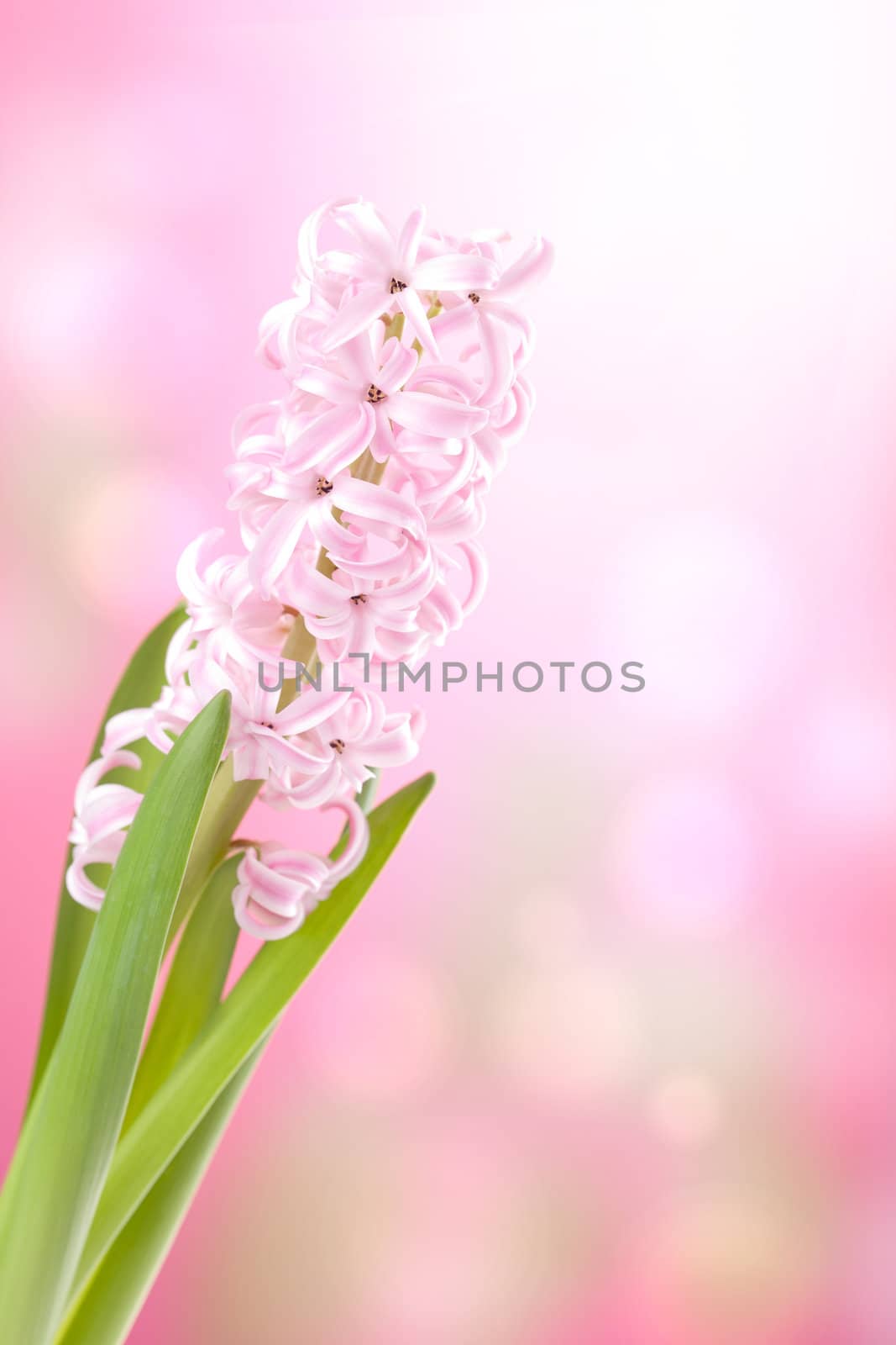 pink hyacinth flower 