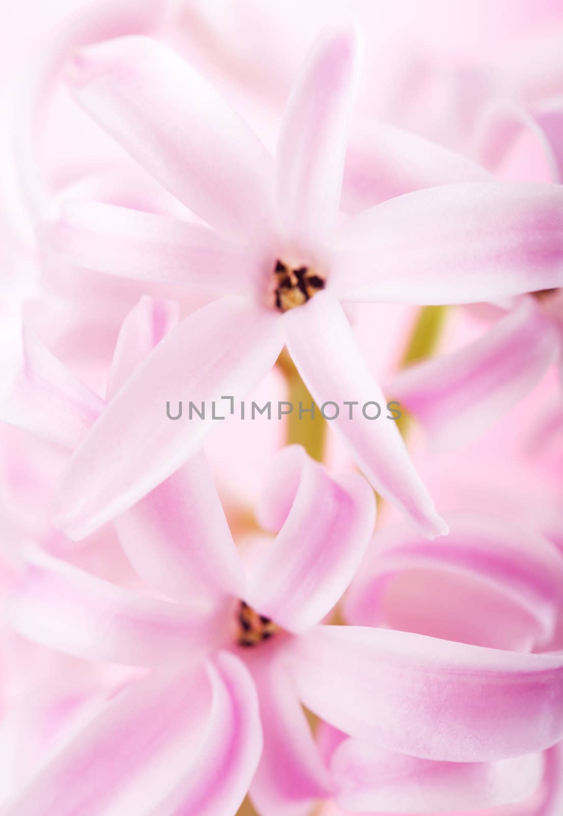 pink hyacinth flower 