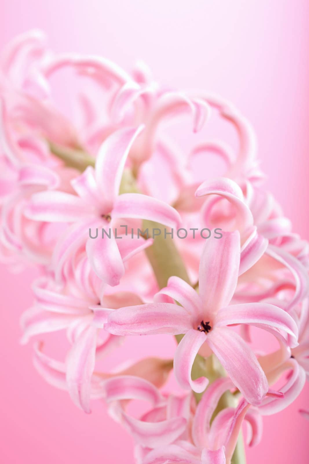 pink hyacinth flower 