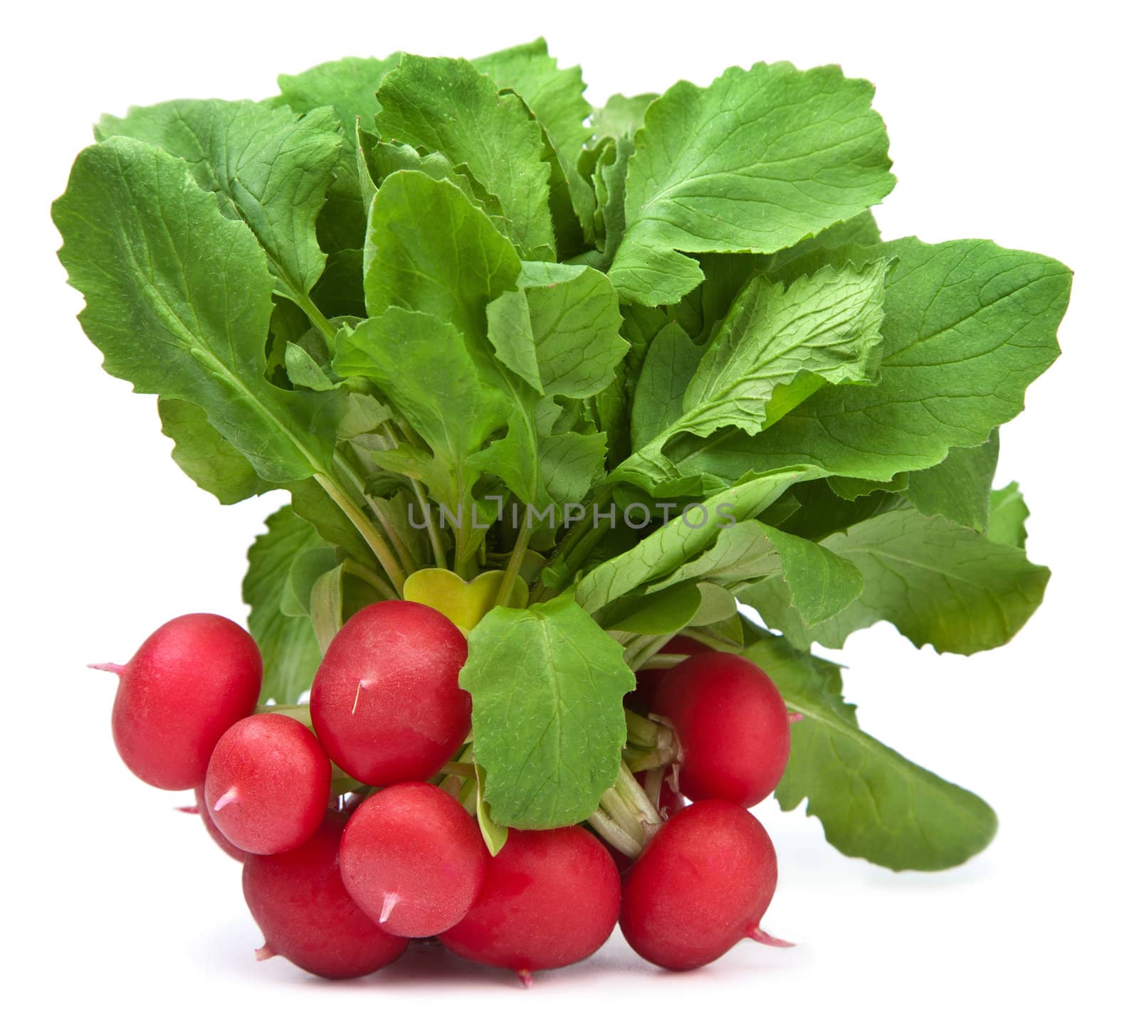 fresh radish isolated