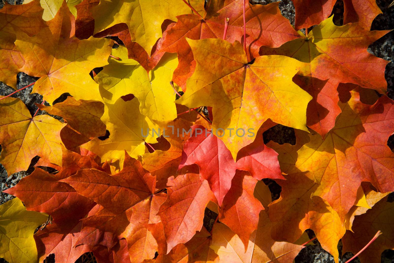 colorful autumn leaves background 