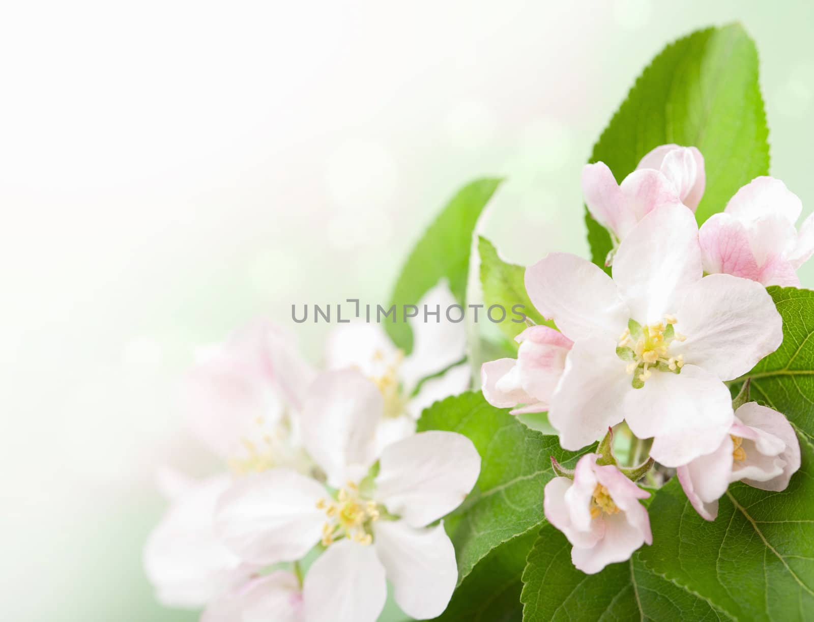 pink flowers 