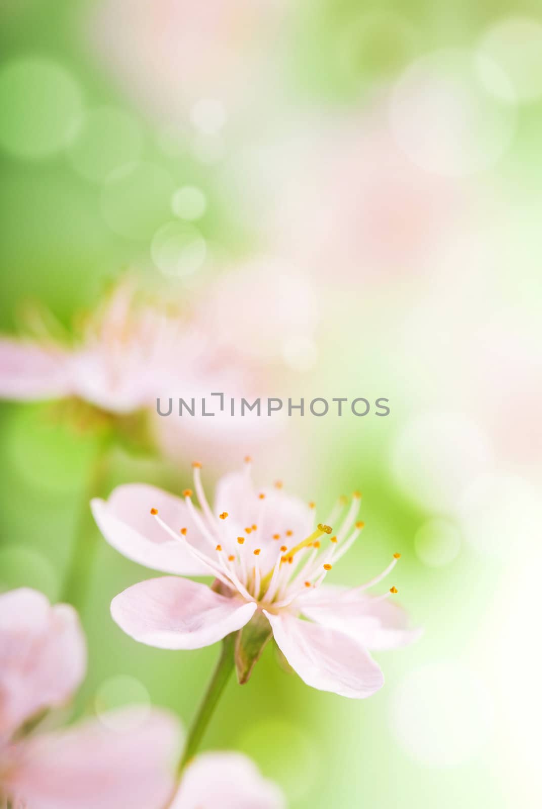 pink flowers