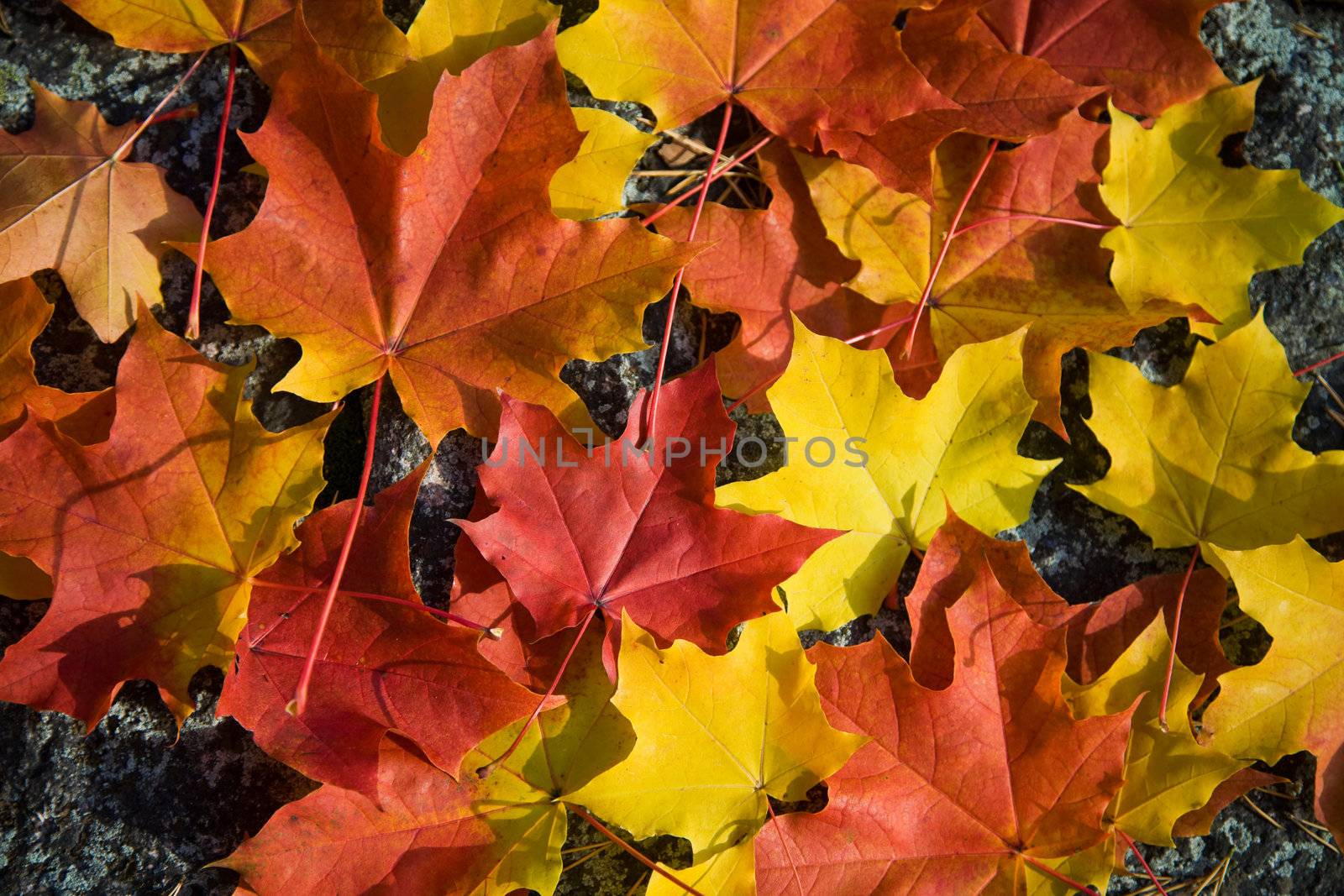 colorful autumn leaves background 
