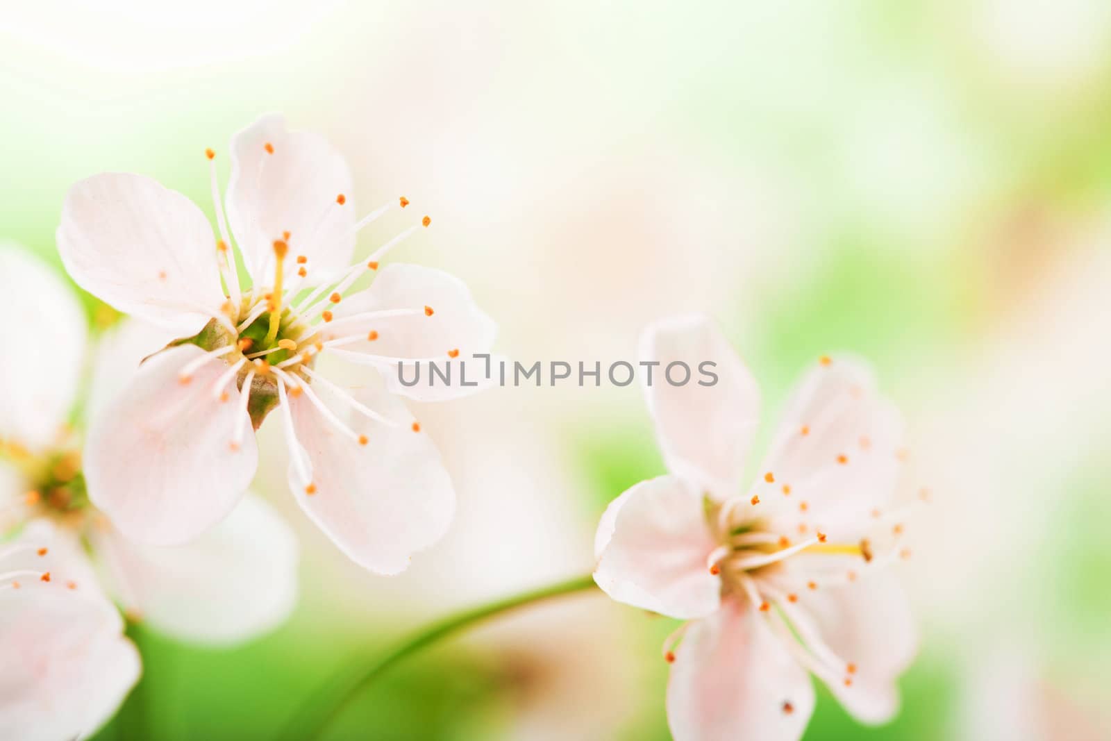 pink flowers