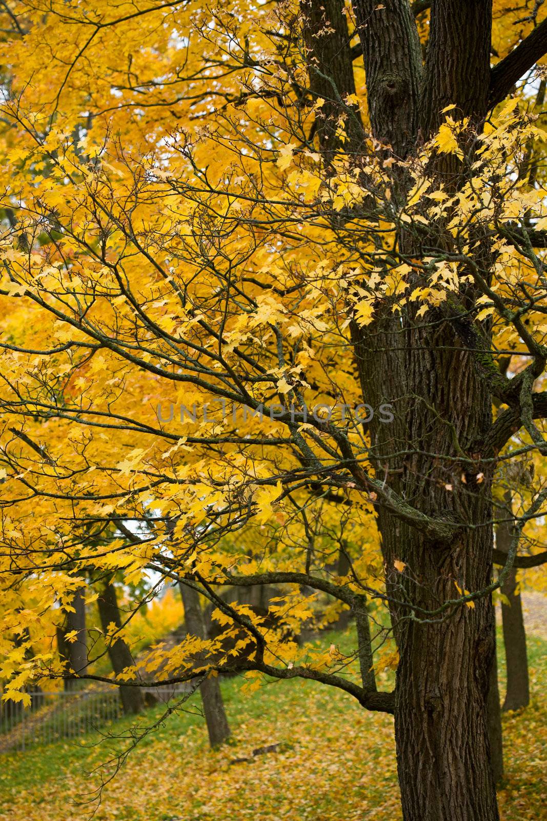 autumn maple tree