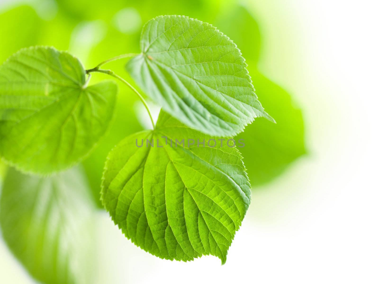 fresh green leaves isolated 