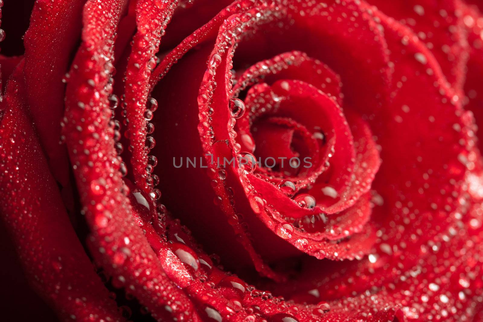 red rose with water drops 