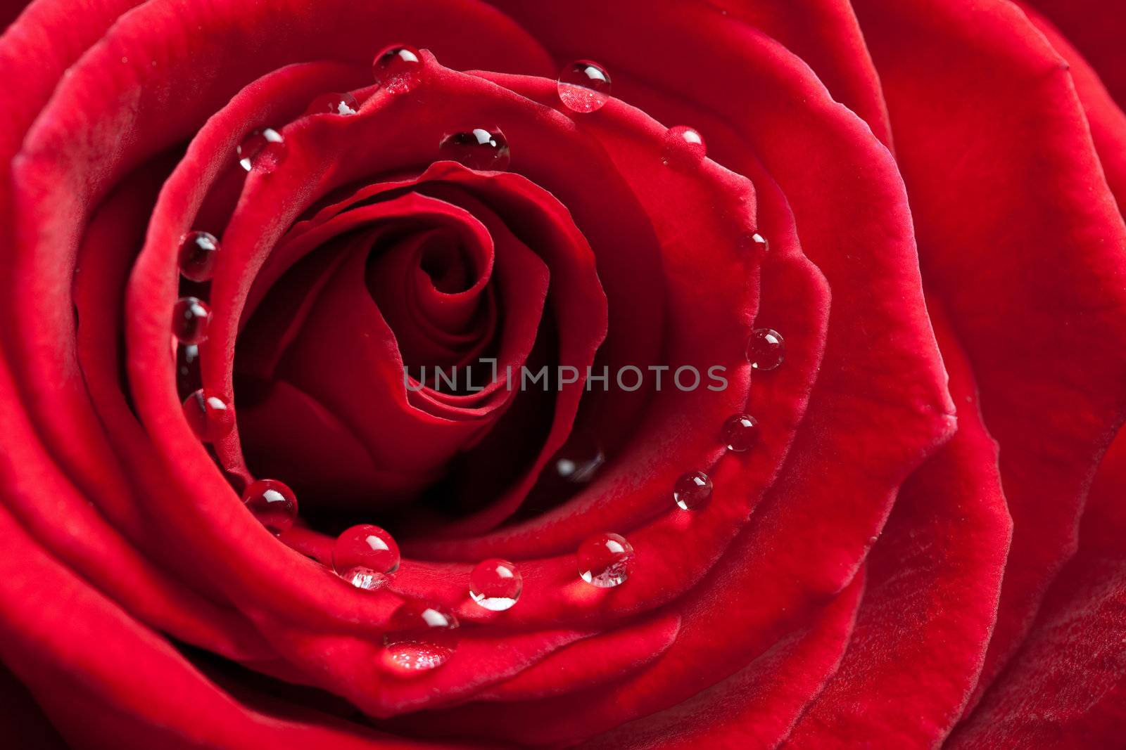 red rose with water drops 