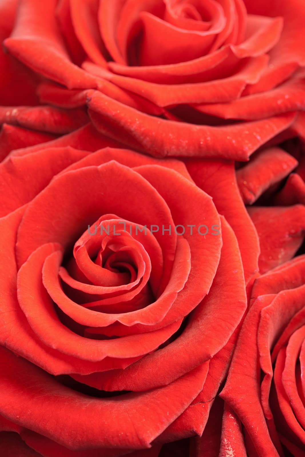 beautiful red roses background 