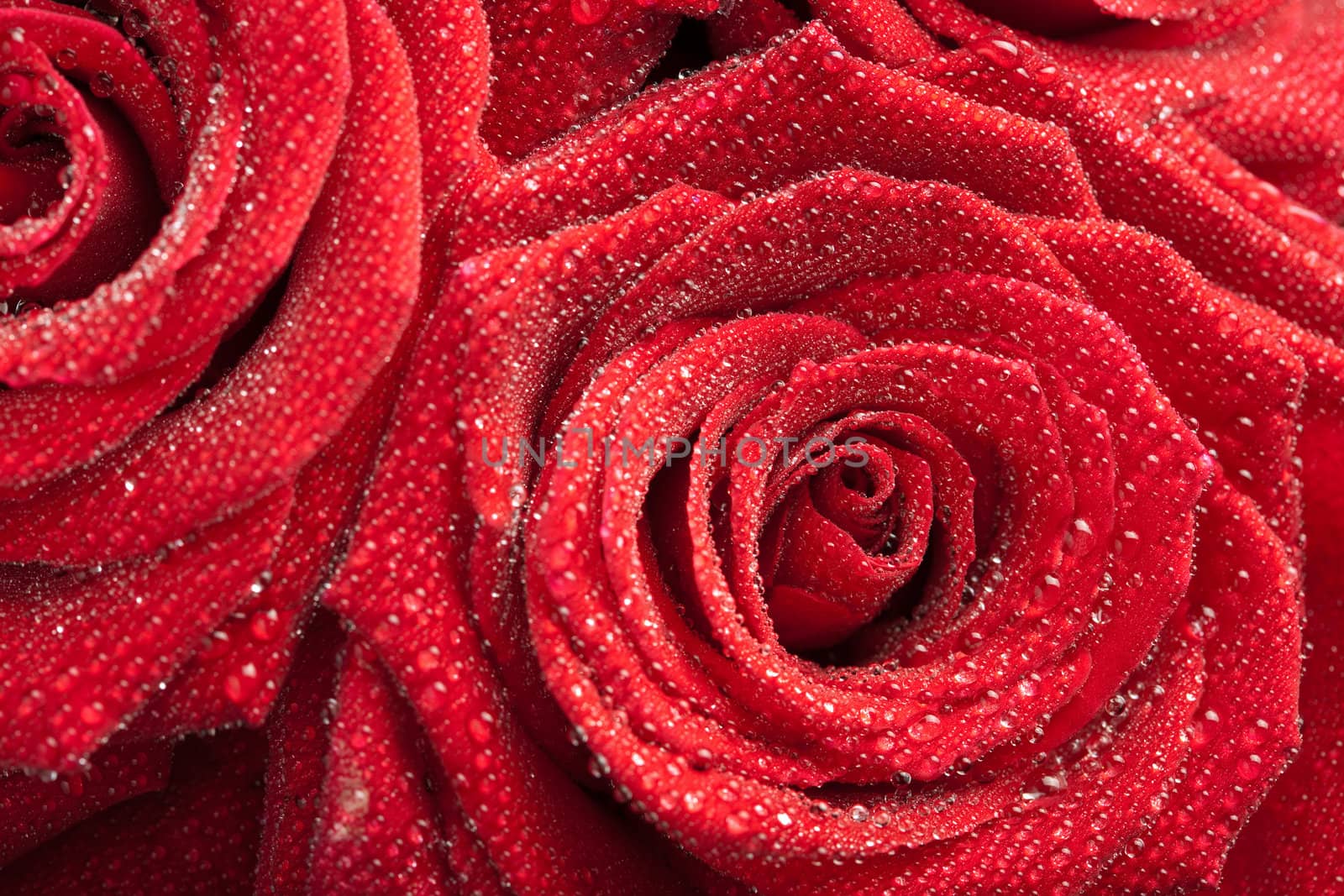 red roses with water drops 