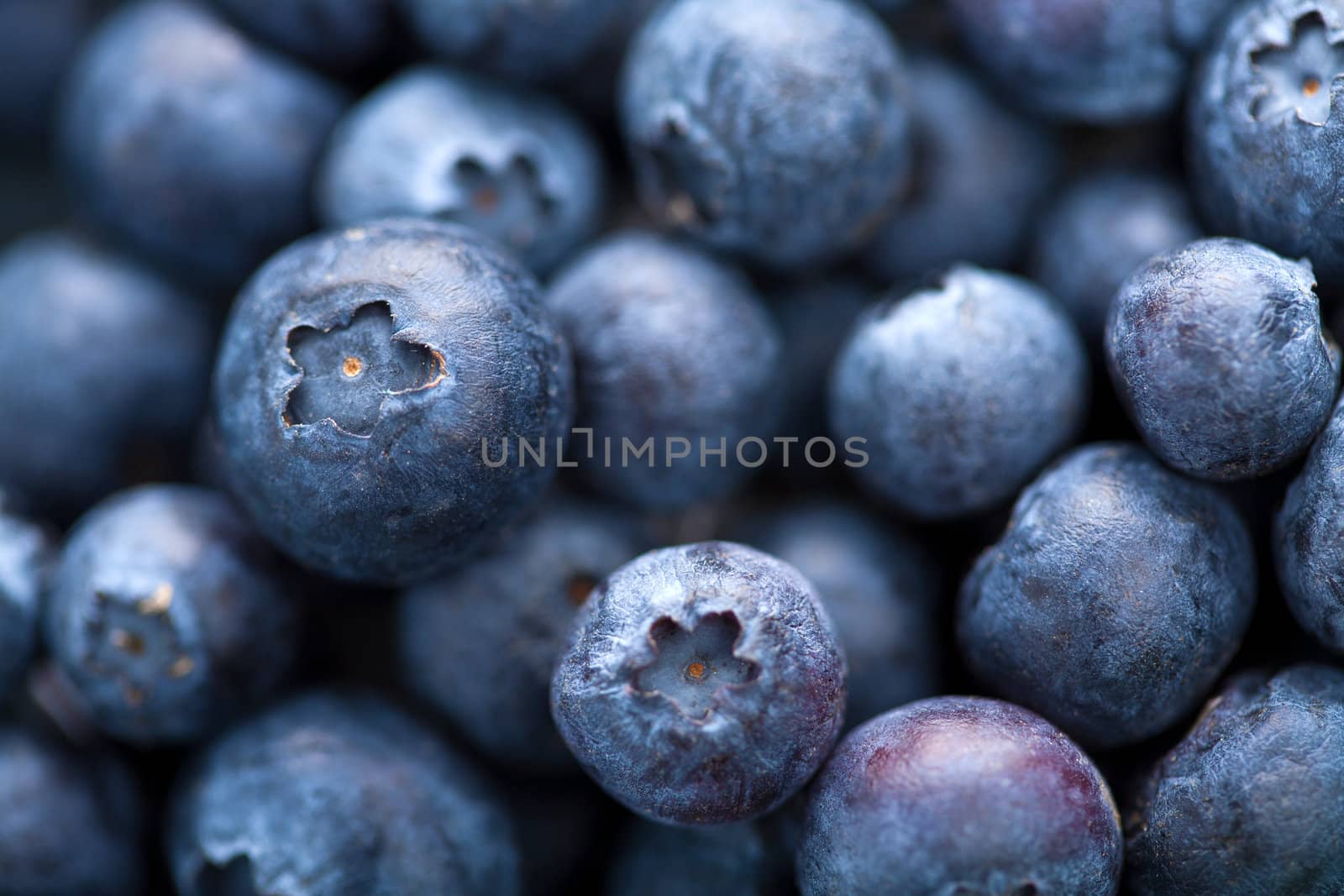 fresh blueberry background 