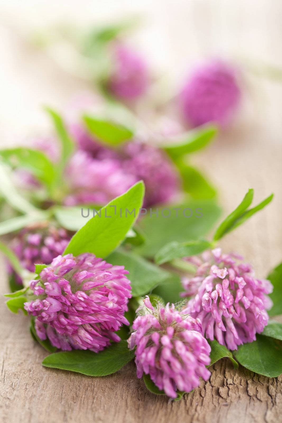 pink clover flower