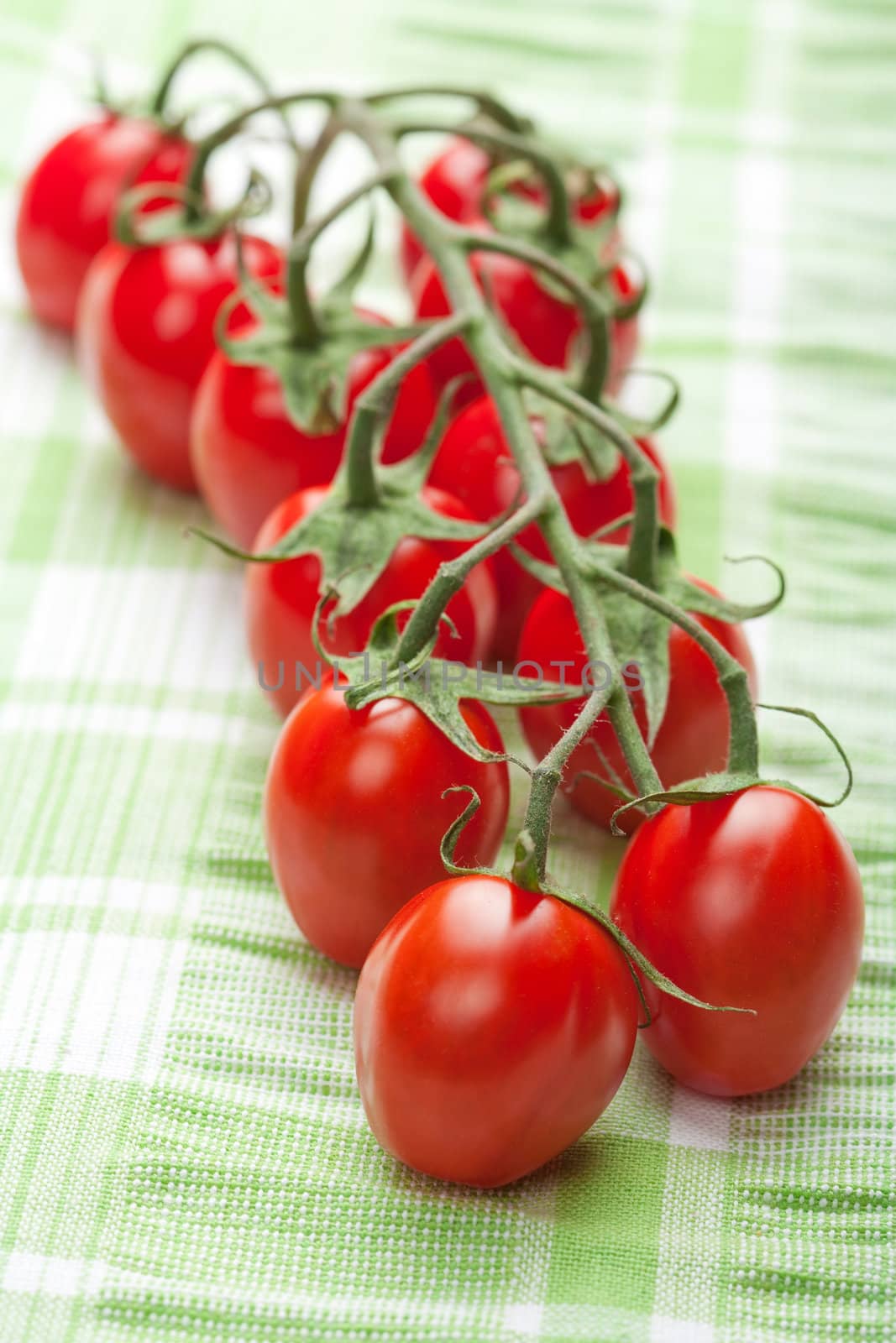 ripe tomatoes over green 