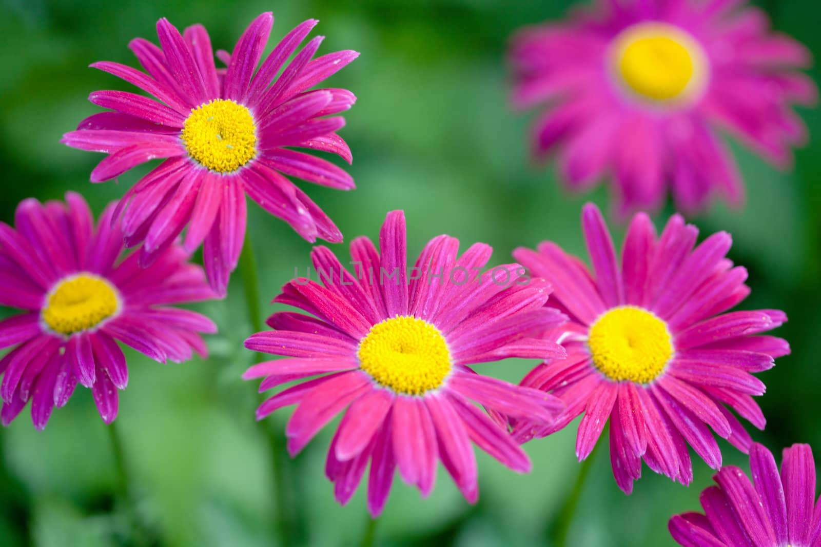 flowers in field