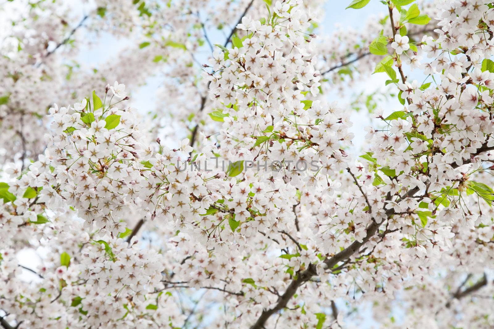 white blossom in spring 