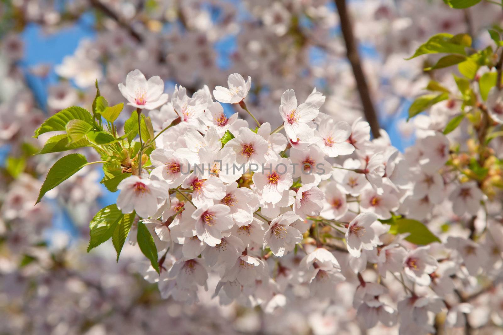 white blossom in spring