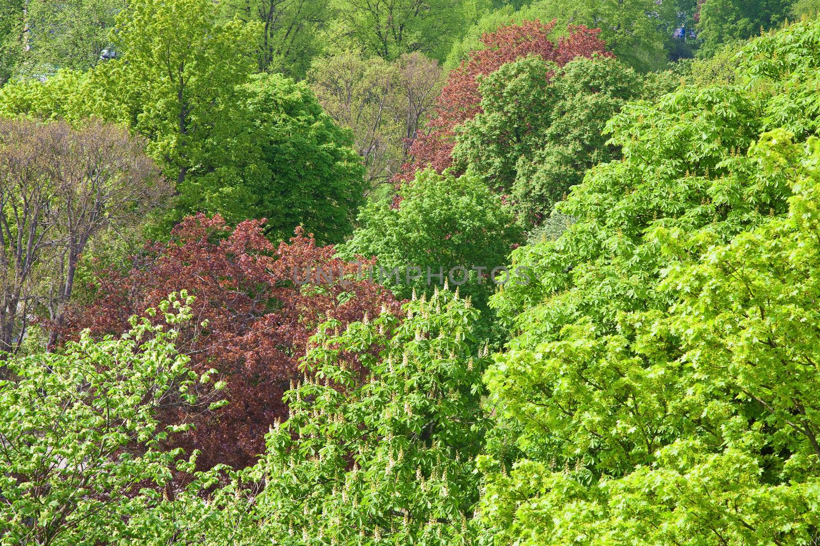 spring trees backgrouns