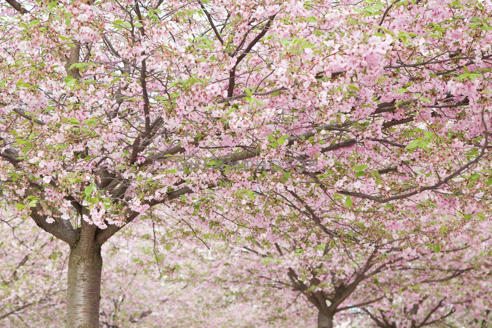 pink blossom in spring 