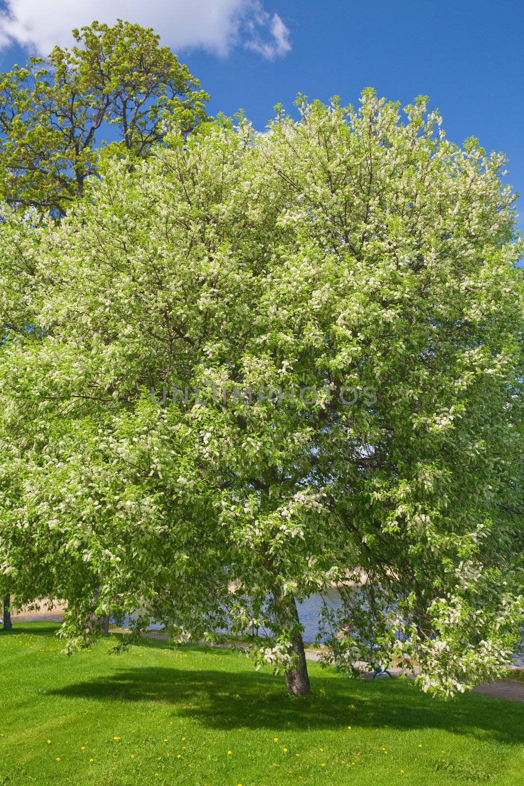 blooming bird cherry tree 