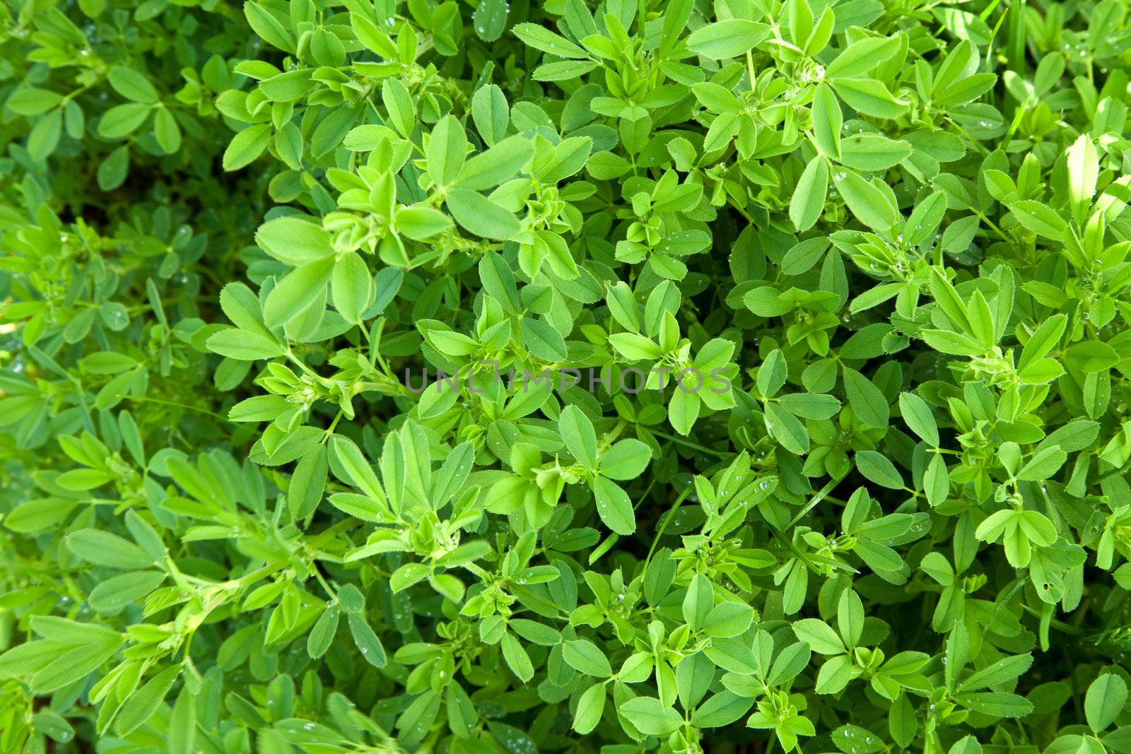 green leaves background 