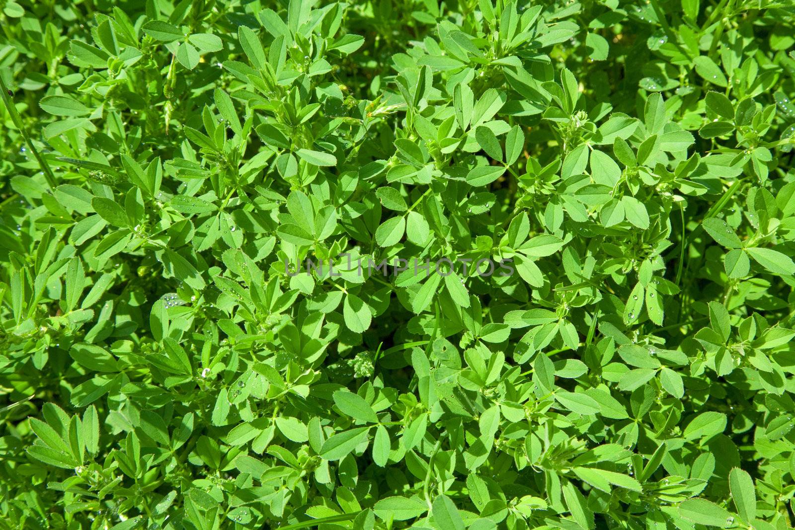 green leaves background 