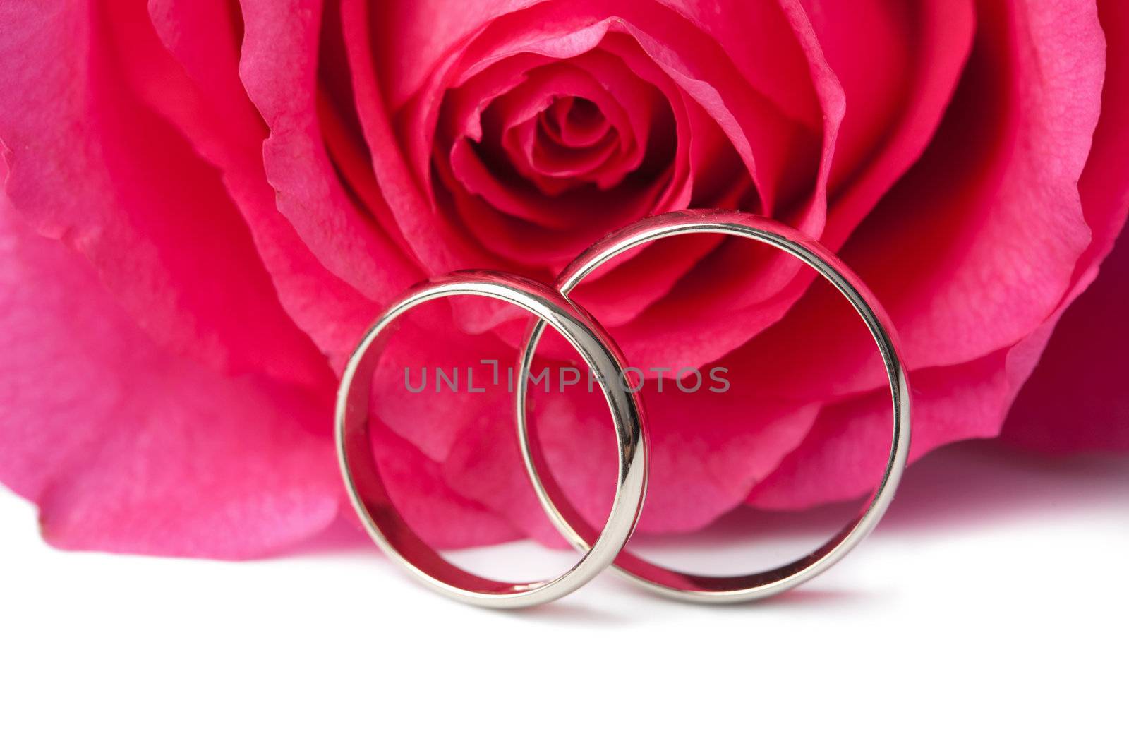 Gold wedding rings and pink rose isolated 