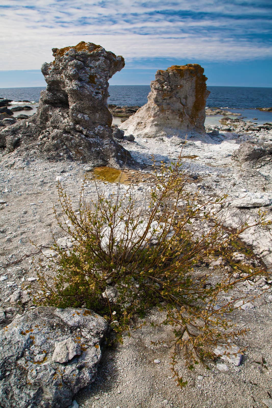 raukars at Gotland