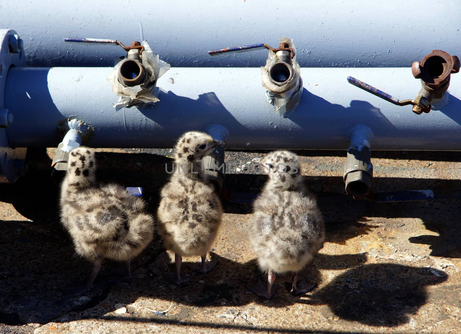 Three nestlings and pipes by andrei_kolyvanov