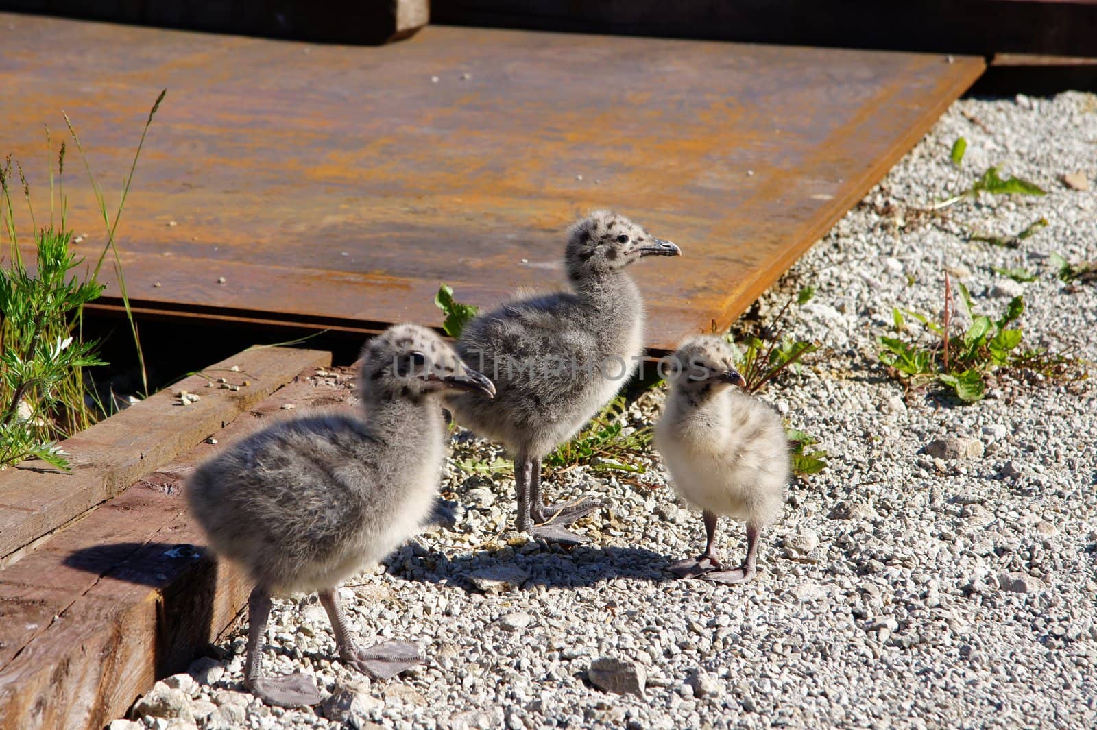 Three different nestlings of the seagull from one jack