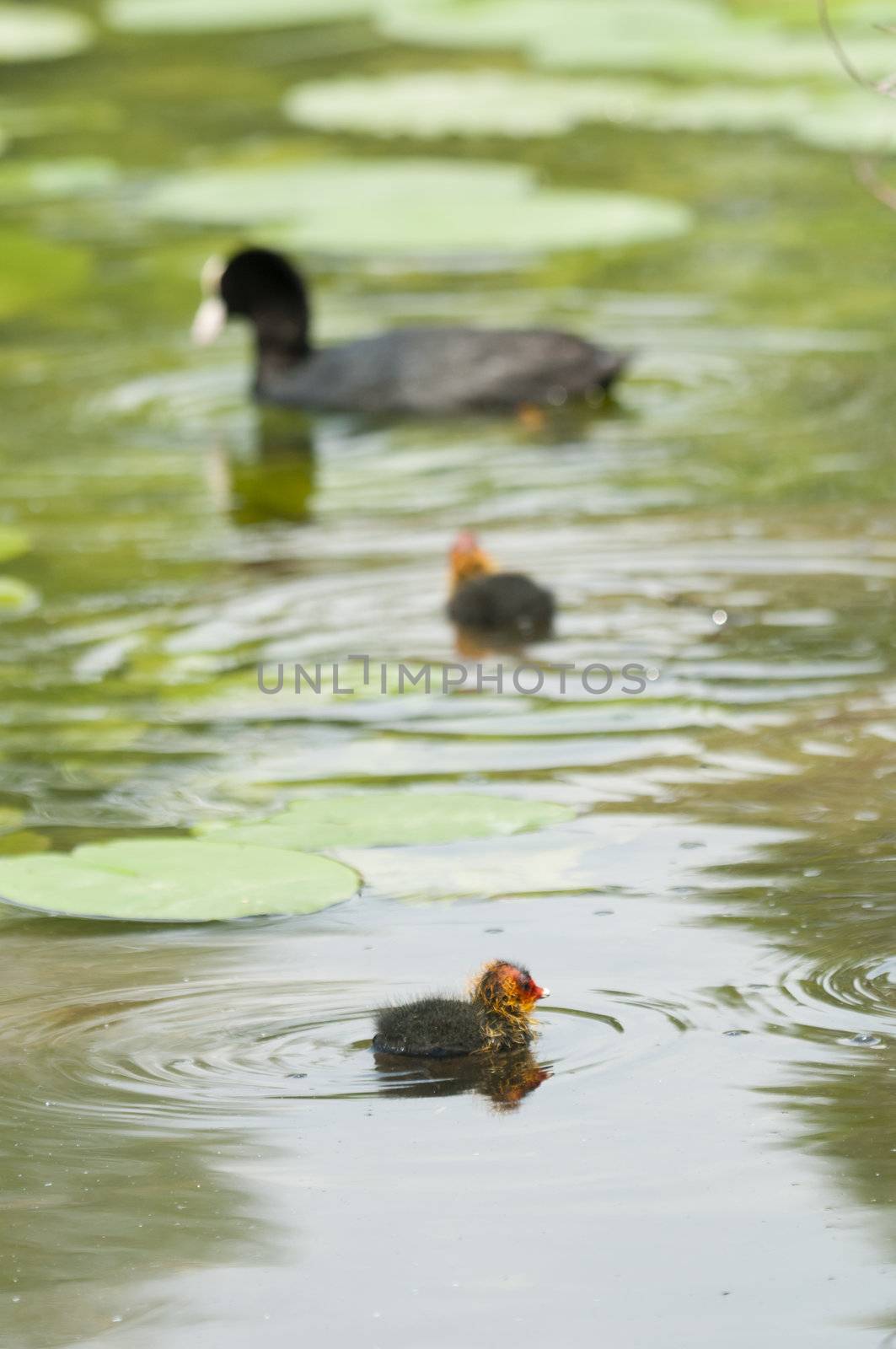 Adult coot feeding its chick